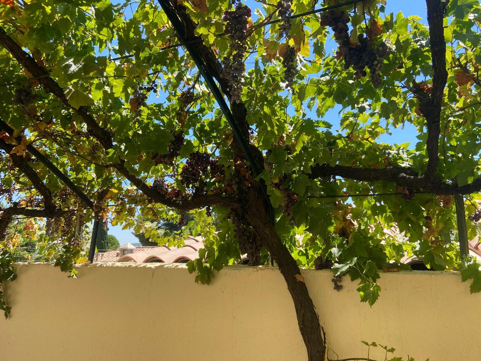 Evasion En Provence Bas De Villa Avec Jardin & Vignes, Soleil & Fraicheur Ле-Пенн-Мирабо Экстерьер фото